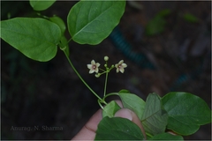 Tylophora pauciflora